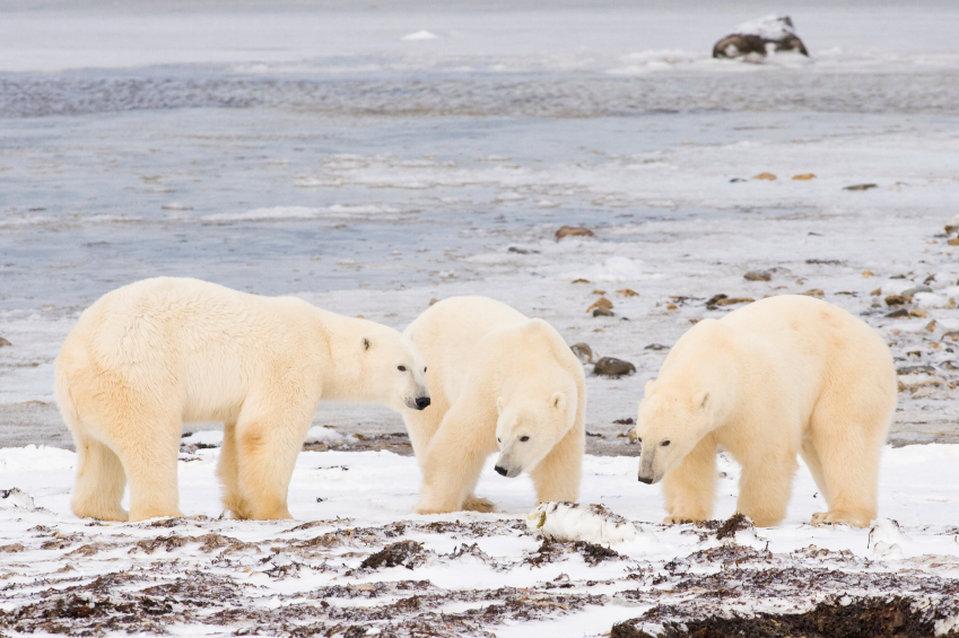 Bear Country Inn Черчилл Екстер'єр фото